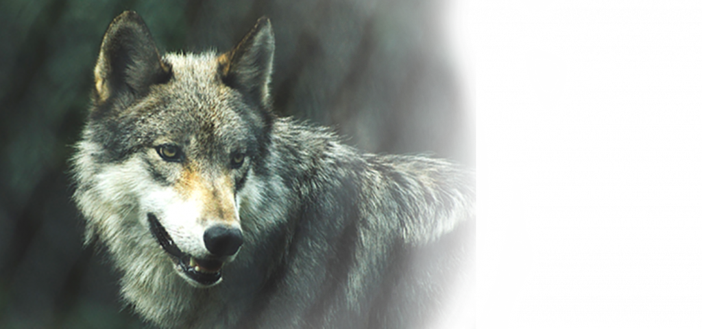 download avpr wolf predator download avpr wolf predator